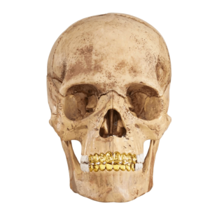 Supreme 4D Model Human Skull Natural 